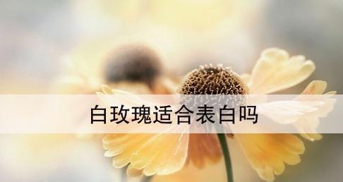 白玫瑰的花语与内涵（枯萎的白玫瑰和它的意义）