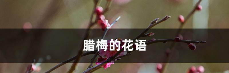 腊梅花的花语及其象征意义（揭秘腊梅花的美丽与神秘）