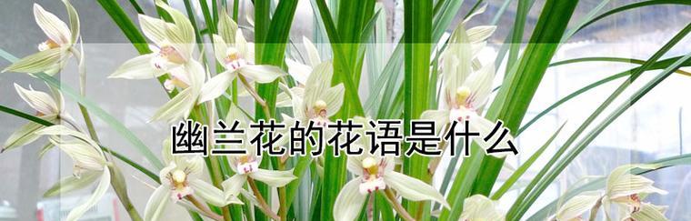 以兰草花的花语（花开如意，幸福永远）