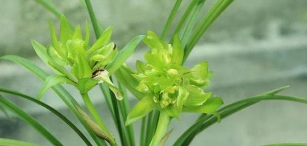 以兰草花的花语（花开如意，幸福永远）