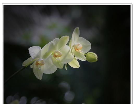 兰花花语（兰花的花语象征和寓意，一窥兰花品质的奥秘）