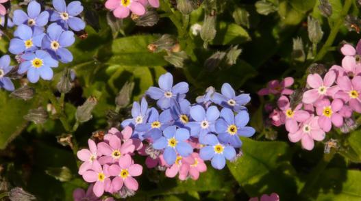 以蓝桉的花语——传递希望与守护（以蓝桉花传递希望、以蓝桉花守护你）