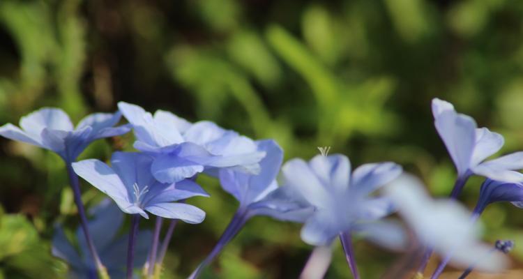 蓝花丹花语之美——传递祝福与温馨（神秘蓝色的花海，述说着什么？）