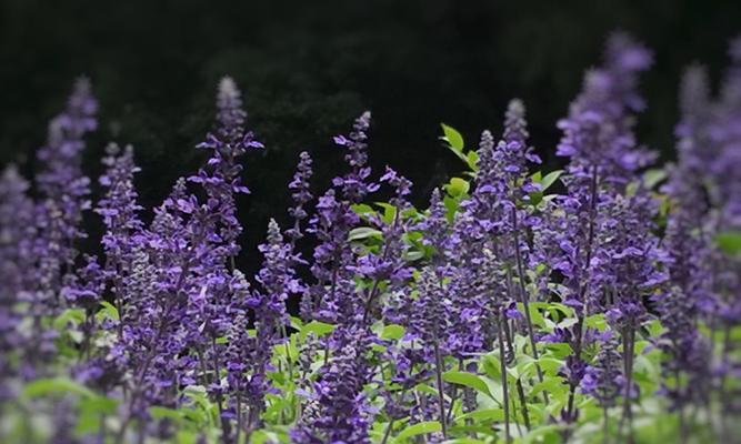 蓝花鼠尾草（揭秘蓝花鼠尾草的神秘花语，让你感受自然的力量）