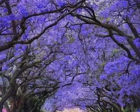 以蓝花楹的花语-寄托爱的祝福（蓝色花海中的美丽祝福）