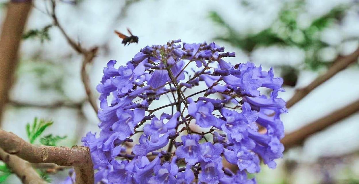 蓝花楹花语之美（探索蓝花楹的花语及其传递的情感）