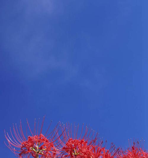 蓝色彼岸花的花语与寓意（蓝色彼岸花的美丽与神秘）