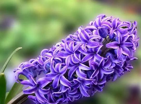 蓝色风信子花语（探寻蓝色风信子花语的深意与神奇之处）