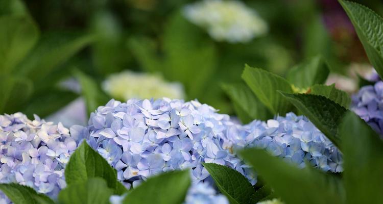 蓝色绣球花——花开如蓝的寓意（以蓝色绣球花的花语探索自然之美）