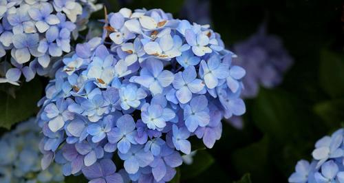 蓝色绣球花的花语与传说（传递爱意和希望的美丽之花）