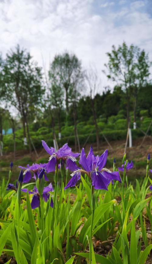 蓝色鸢尾花的花语与意义（探寻蓝色鸢尾花的秘密，解读美丽的花语）