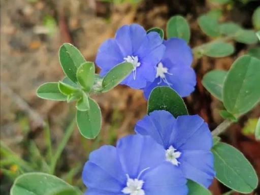 蓝星花（解读蓝星花的花语与美丽内涵）