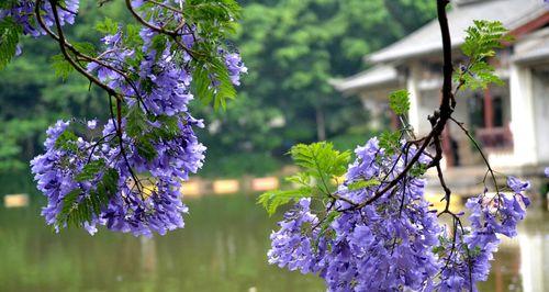 蓝楹花花语之美——寓意与象征（蓝楹花花语的深刻内涵与文化传承）