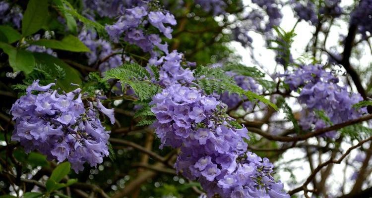 蓝楹树花语的含义及传承（探寻蓝楹树花语的深层涵义）