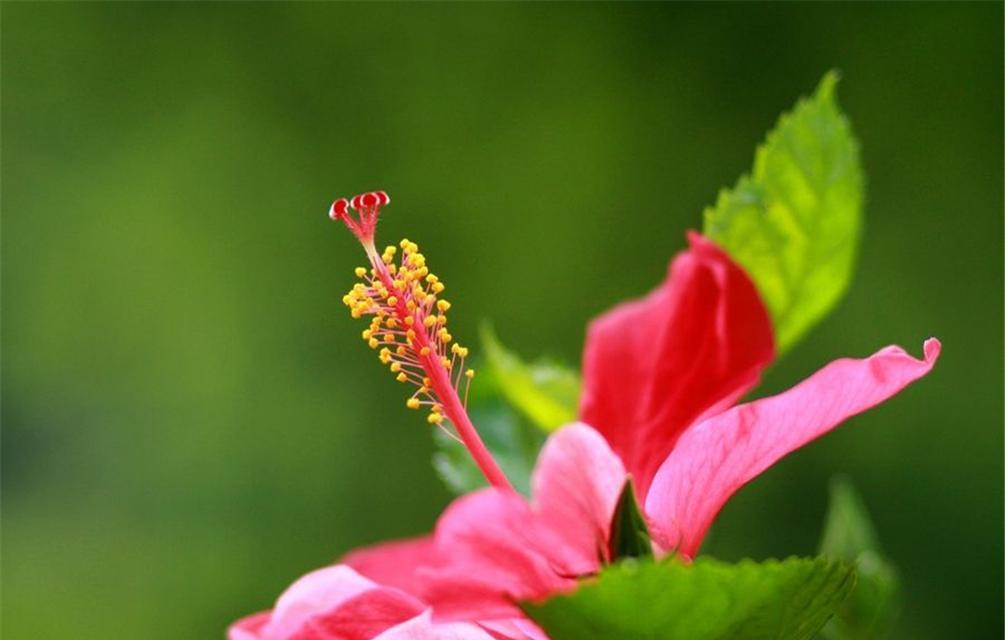 老虎花的花语（探索老虎花的花语，了解它所代表的力量和意义）