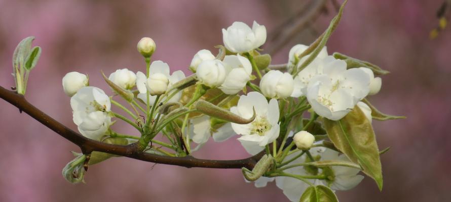 梨花的花语与寓意（探索梨花的花语及其寓意，感受自然美与生命之美的灵感）