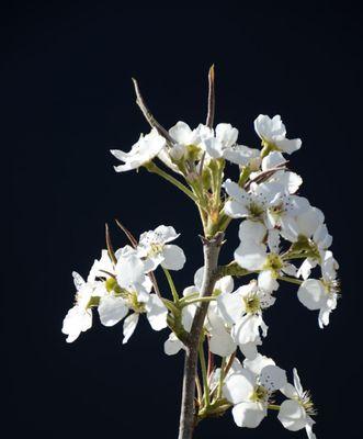 梨花的寓意与象征（探寻梨花的美丽与哲学）