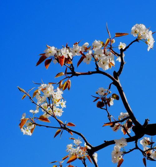 梨花花语的含义及象征意义（探寻梨花的寓意与传承）