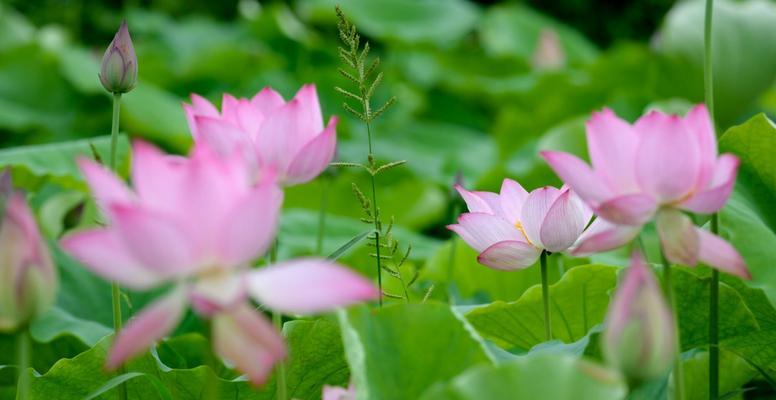 以莲花花语代表什么意思？（探索莲花的深刻象征与内涵）