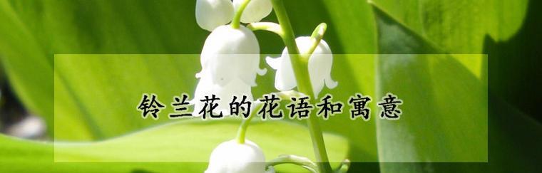 铃兰花语（铃兰花语的意义与传承）