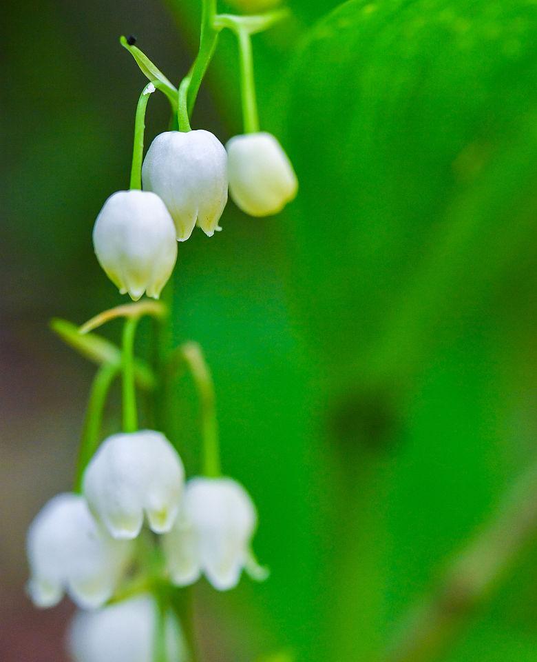 铃兰花的寓意与象征（探寻铃兰花的深意，品味自然奇迹）