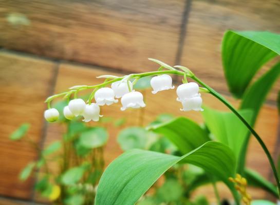 铃兰花的寓意与象征（探寻铃兰花的深意，品味自然奇迹）