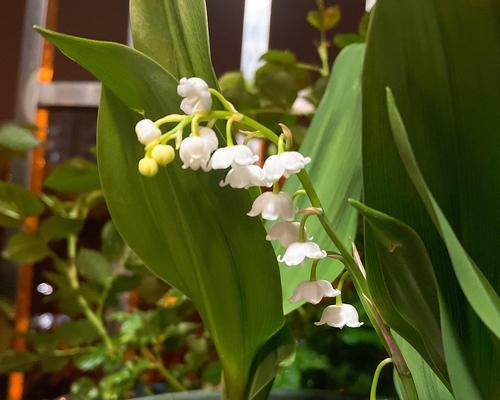 铃兰花的象征意义及寓意（探寻铃兰花的神秘内涵）