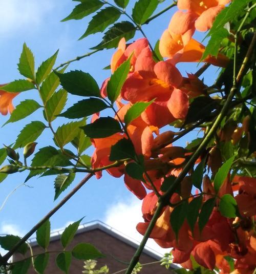 凌霄花花语的奥秘（探索花开花落背后的深意）