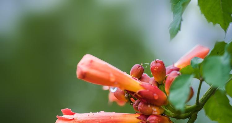 凌霄花花语——美丽的象征与深刻的寓意（凌霄花的花语与文化内涵）