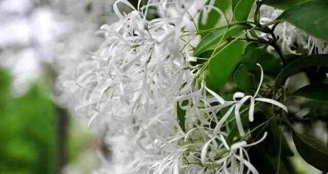 流苏花的花语与意义（揭示流苏花的象征与传说）