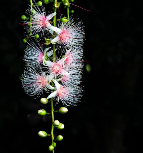 流苏花的花语与意义（揭示流苏花的象征与传说）