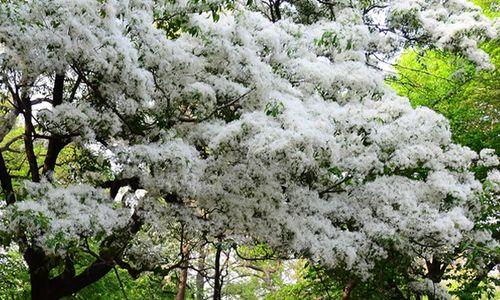 六月雪的花语——爱与美的结晶（探寻六月雪花语的神秘之美）