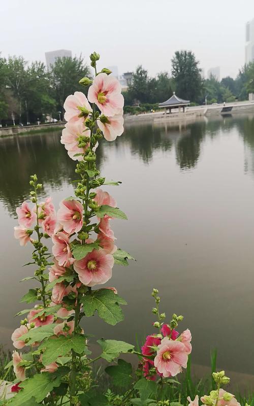 蜀葵的花期及生长特点（蜀葵花期长达几个月？蜀葵喜阳、耐旱，适合种植在哪些地方？）