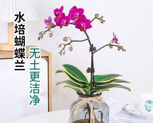 蝴蝶兰开花后可以水培吗？（水培蝴蝶兰的步骤和注意事项）