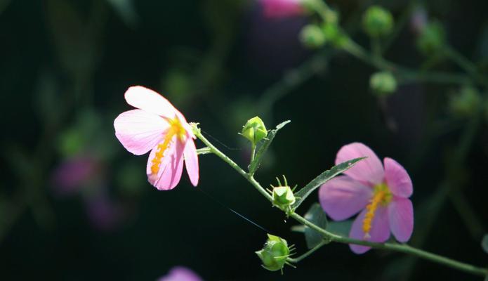 花语代表友情（以花为媒，传递情谊）