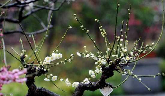 盆栽梅花的修剪方法（培养盆栽梅花的诀窍）