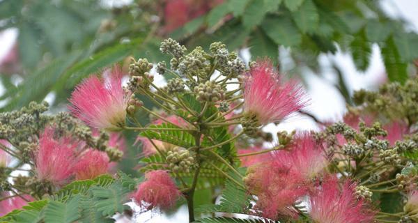 如何选择种植绒花树的合适地点（探讨绒花树的适宜环境和种植方法，选择合适地点促进其生长发展）