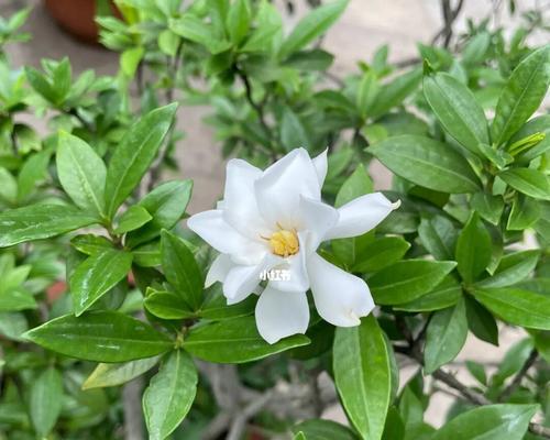 栀子花的花期及品种特点（探寻栀子花的美丽秘密）