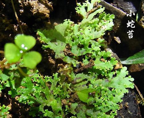 苔藓植物的结构特点及功能（探索苔藓植物的微小世界）