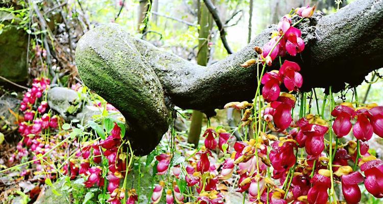 异花传粉的花——多样性与生命交流（探寻多样性的魅力和生命之间的交流奥秘）