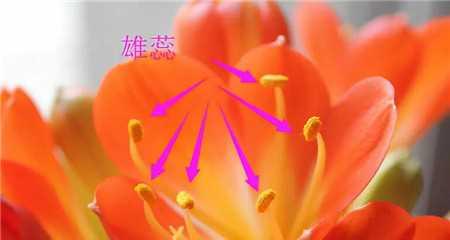 异花传粉的花——多样性与生命交流（探寻多样性的魅力和生命之间的交流奥秘）