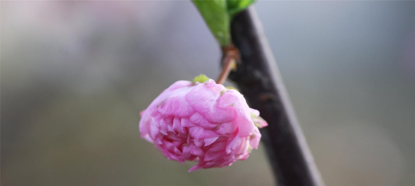 探究郁李花黄叶现象的原因（为什么郁李花会变黄？——分析养殖过程中可能的问题）