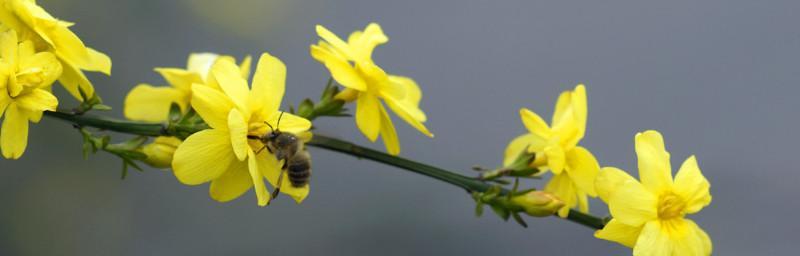 迎春花繁殖全攻略（迎春花繁殖方法、步骤、技巧详解）