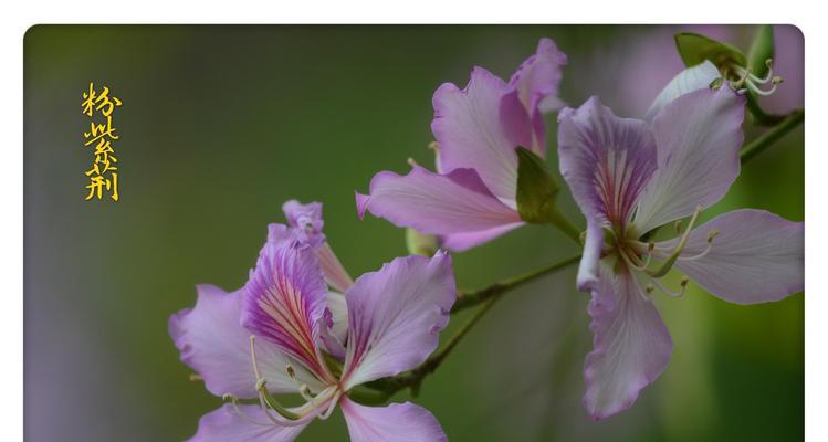 紫荆不怕冬天，寒冷中绽放华美的花朵（怎么过冬？如何照顾？让它在冬季继续开花）