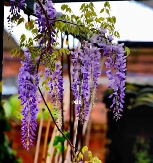 紫藤花的寓意与象征意义（从古至今，紫藤花代表着什么？）