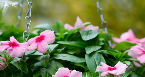 长春花的种植与开花时间（如何在适当的时间让长春花绽放？多年生植物）