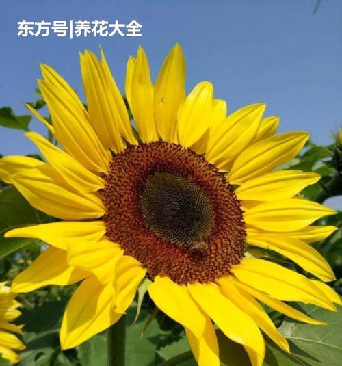 向日葵开花时间一览（向日葵开花季节及其特点）