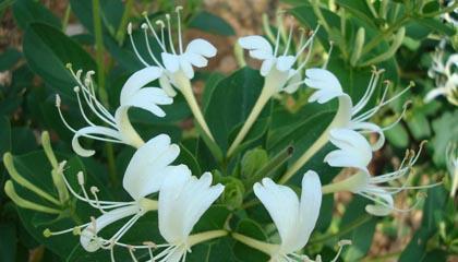 金银花的生长与开花时间剖析（夏季开放，适应能力强）