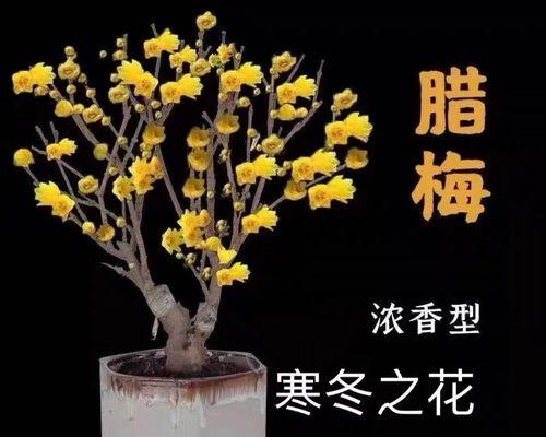 冬季耐寒的15种花卉（让花儿在冬天绽放的秘诀、15种冬季花卉解决寒冷的问题）