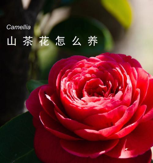 茶花养护指南（让你的茶花开出美丽的花朵）